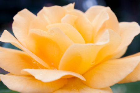 Beautiful yellow rose in a English rose gardenの写真素材