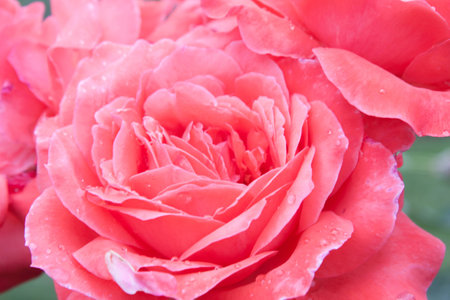 Pink Rosesの写真素材