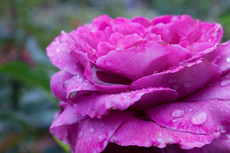 Fuscia rose with dew drops on the petals in a gardenの写真素材
