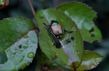 Japanese Beatles lunching on rose leaves.の写真素材