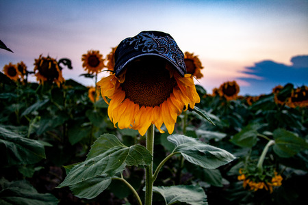 The face of a sunflower.  Sunset in sunflower field with a sunflower wearing a hatの写真素材