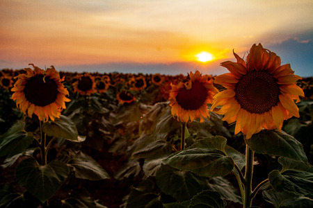 sunsetting over sunflower fieldの写真素材