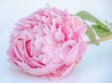 pink peony laying on its sideの写真素材
