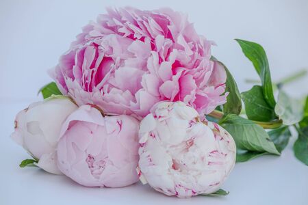 pink peonies laying on their sideの写真素材