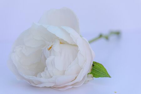 White peony laying on its side.の写真素材