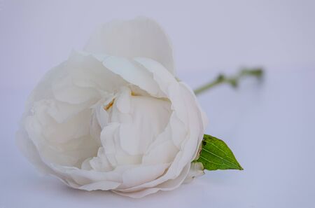 White peony laying on its side.の写真素材