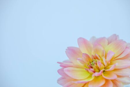 Dahlia in bloom with negative space for marketing on the left side.の写真素材