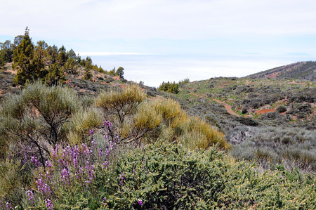 Wallfower- Alheli del Teide (Erysimum scoparium). typical flower growning in el teide national park (Tenerife)の写真素材