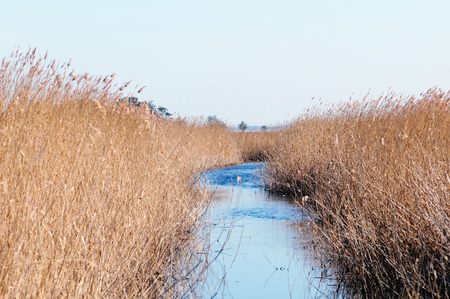 Darsser Ort at Baltic sea beach on Darss peninsula (Mecklenburg-Vorpommern, Germany). Typical landscape with reed and water.の写真素材