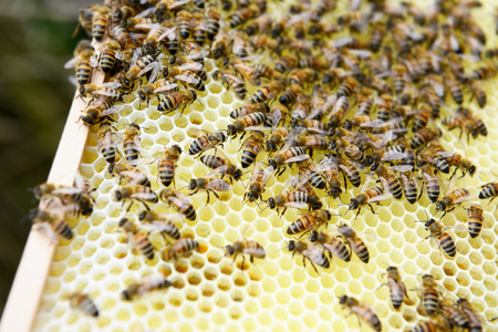 honey comb and bees of a beekeeper