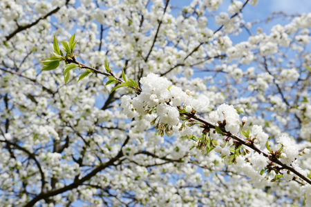 Cherry blossom in springtimeの写真素材