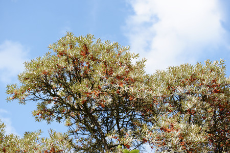 sea-buckthorn (Hippophae rhamnoides)の写真素材