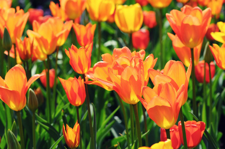 orange tulips in flowerbed with back lit in springtime.の写真素材
