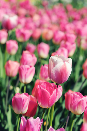 pink tulips in flowerbed. springtime.の写真素材