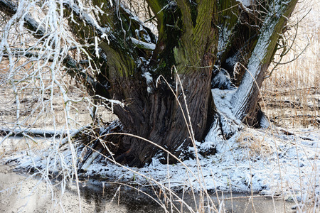 Beaver lodge in a willow tree at winter time. (Germany, Havel River)の写真素材