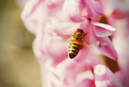 detail of honey bee sitting on pink hyacinth. cross processed.