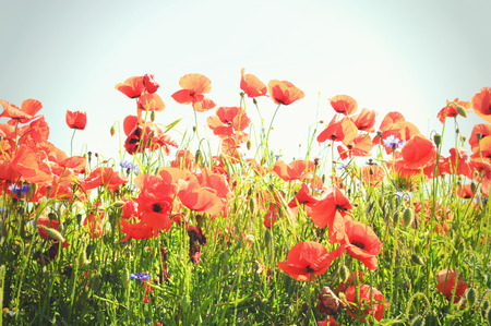 red poppy field.の写真素材