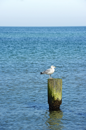 sea gull sitting on wood at baltic sea.の写真素材