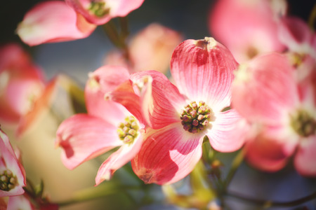 pink dogwoods. cornus genus.の写真素材