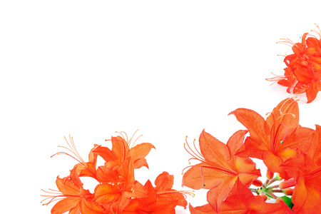 orange red azalea in frame with copy spaceの写真素材