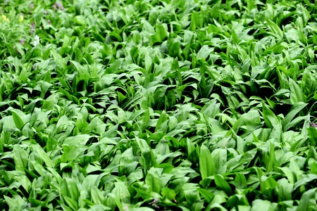 wild ramson fullframe background.