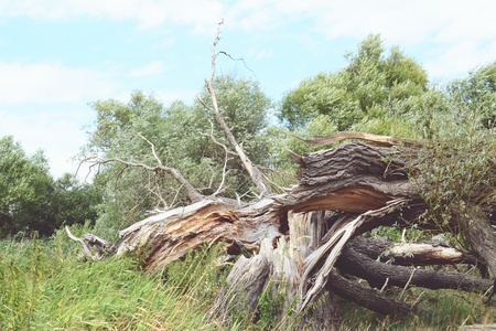 Havel river landscape at summer time (Havelland, Germany). dead willow tree. Vintage retouch of...