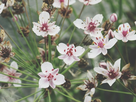 flowering rush blossom at havel river. water plantの写真素材