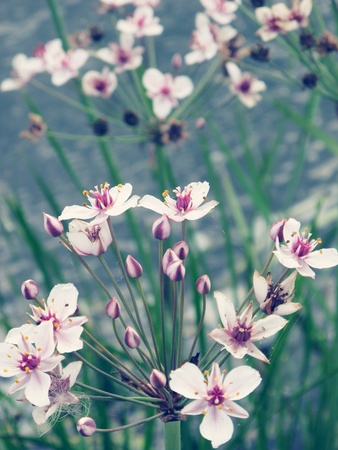 flowering rush blossom at havel river. water plantの写真素材