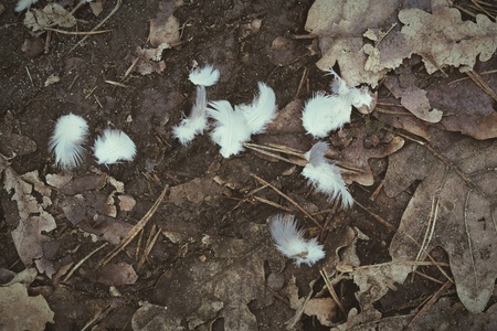 white bird feathers on forest ground with oak leave.の写真素材