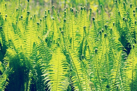 fresh eagle fern (bracken) in springtime. vintage retouch of image.の写真素材