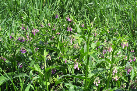 herbal plant comfrey (symphytum) growing on havel river meadows (Germany)の写真素材