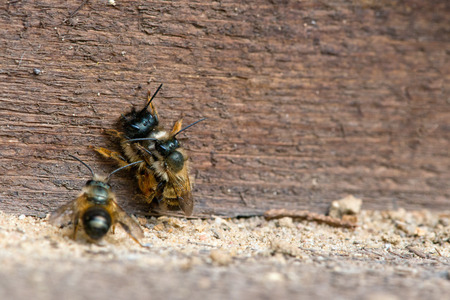 wild bee (Osmia bicornis) mating on insect shelter