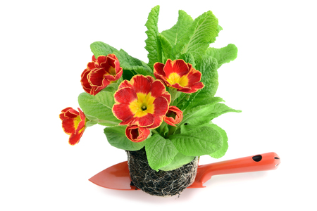 primrose on a small garden shovel. ready to be potted. isolated on white backgroundの写真素材