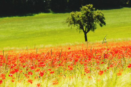 Poppy field in near of volcano Laacher See lake (Eifel, Germany)の写真素材