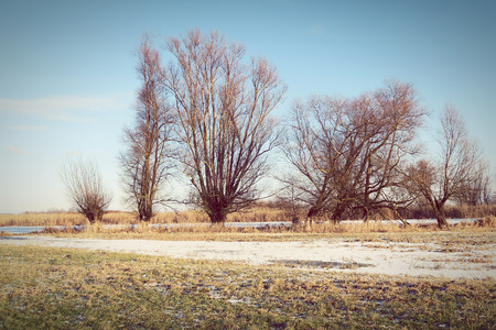 Havel river meadows in winter with typical willow trees. Vintage effect.の写真素材