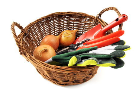 garden equipment like gloves shovel fork, scissors and onions in basket on white isolated backgroundの写真素材
