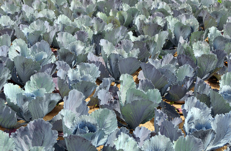 Red cabbage on field growing. natural patternの写真素材