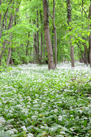 wild garlic (ramson) in springtime. forest landscape