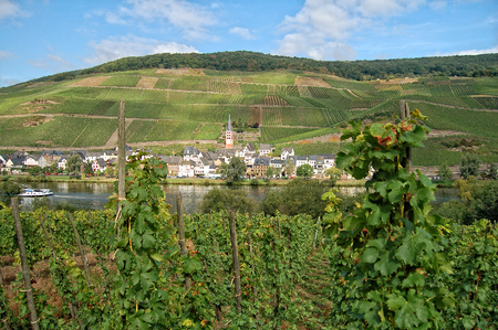 view over vineyards at Moselle river (Rhineland-Palatinate in Germany). Summerの写真素材