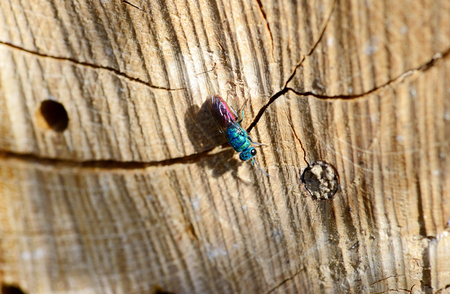 cuckoo wasps, known as emerald wasps on insect hotel. its an  parasitoid wasps