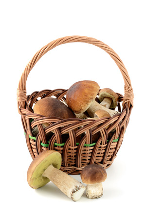 Basket with fresh penny bun  mushrooms on white isolated background.の写真素材