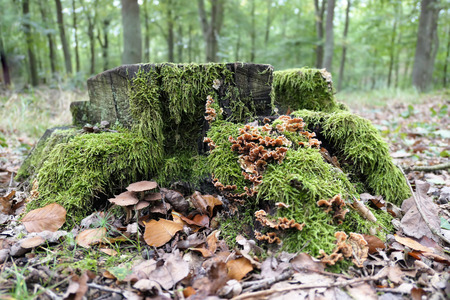 False Turkey Tail mushroom (Stereum hirsutum)