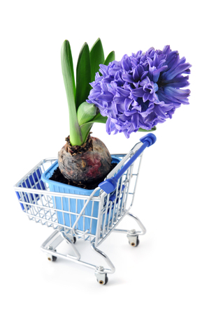 fowerpot with blue hyacinth flower in shopping cart at white isolated backgroundの写真素材