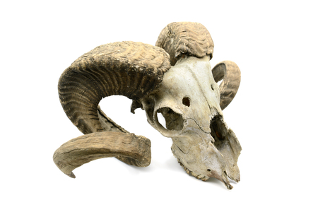 sheep skull with horns on white isolated background. boneの素材