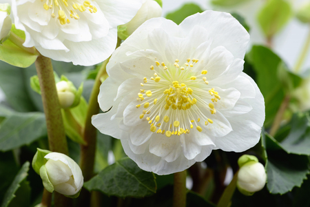white hellebore flower bloomingの写真素材