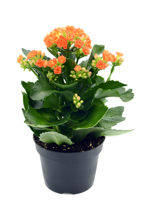 Kalanchoe blossfeldiana flower in flowerpot at white isolated background.の写真素材
