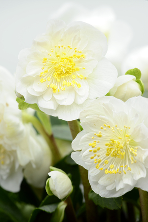 white hellebore flower bloomingの写真素材