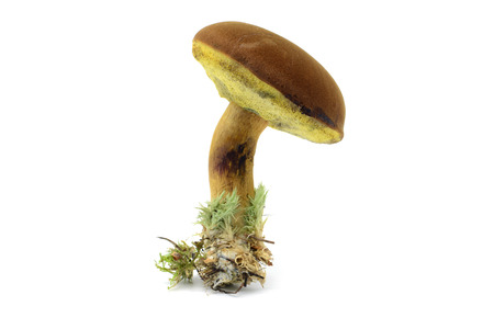edible Bay bolete (Imleria badia) mushroom on isolated white background.