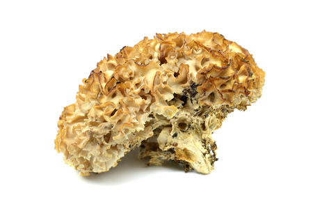 cauliflower fungus (Sparassis crispa) close-up at studioの写真素材