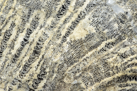 fossilized coral stone full frame textured background.の写真素材